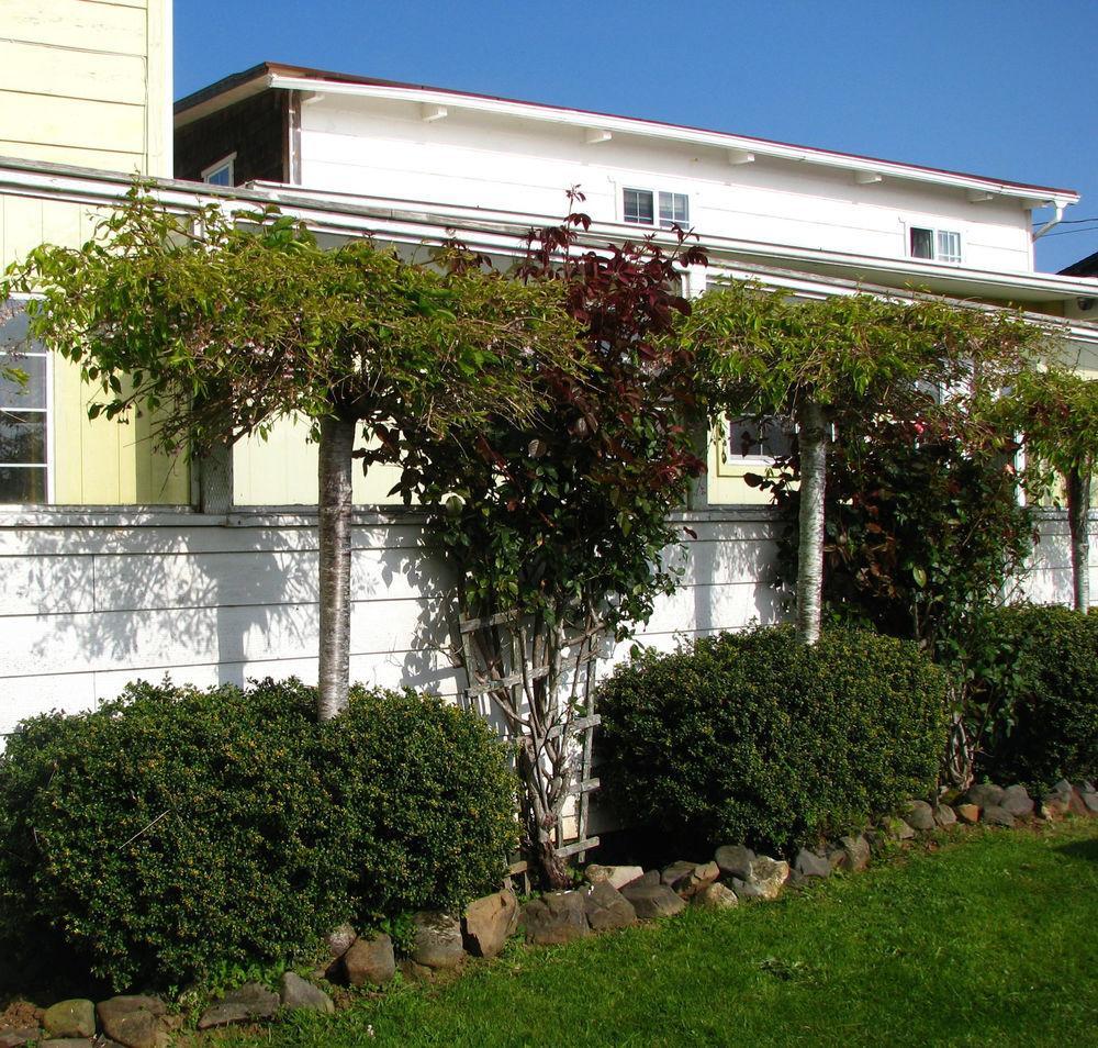 Pacific City Inn Exterior foto